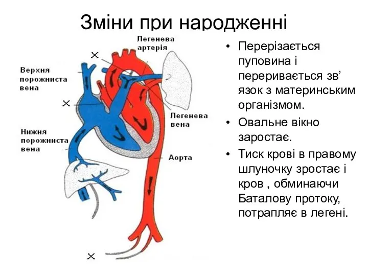 Зміни при народженні Перерізається пуповина і переривається зв’язок з материнським організмом. Овальне