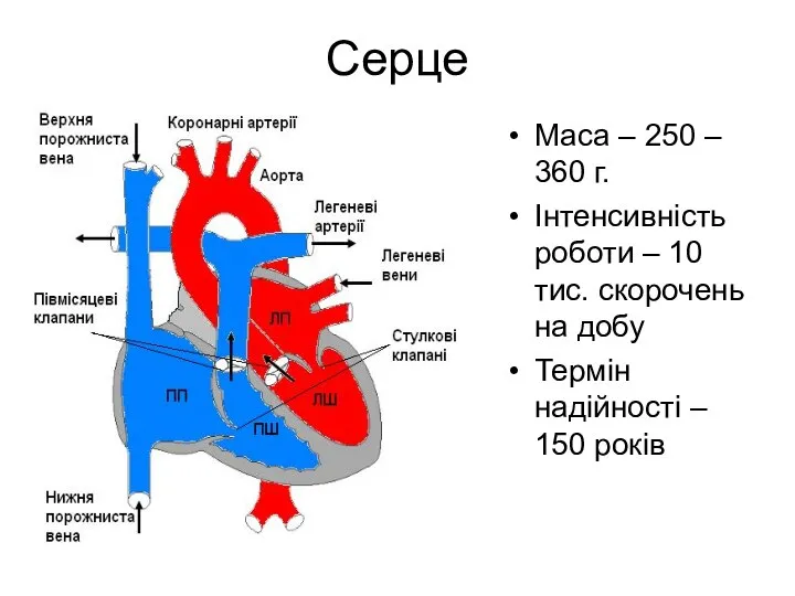 Серце Маса – 250 – 360 г. Інтенсивність роботи – 10 тис.