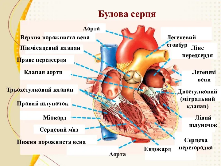 Будова серця Аорта Верхня порожниста вена Півмісяцевий клапан Праве передсердя Клапан аорти