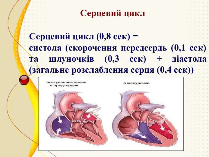 Серцевий цикл Серцевий цикл (0,8 сек) = систола (скорочення передсердь (0,1 сек)