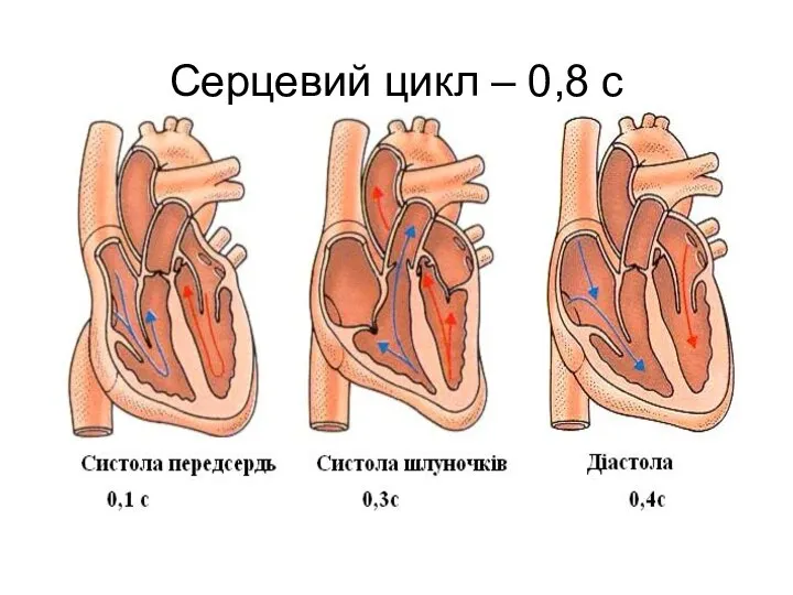 Серцевий цикл – 0,8 с