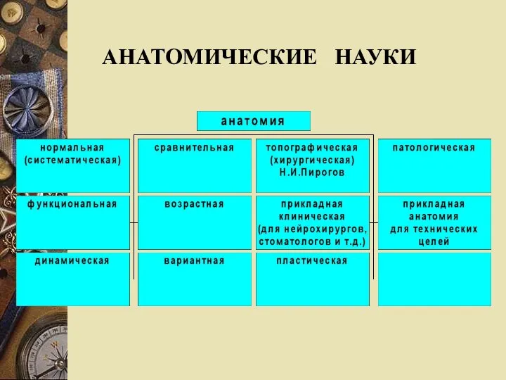 АНАТОМИЧЕСКИЕ НАУКИ