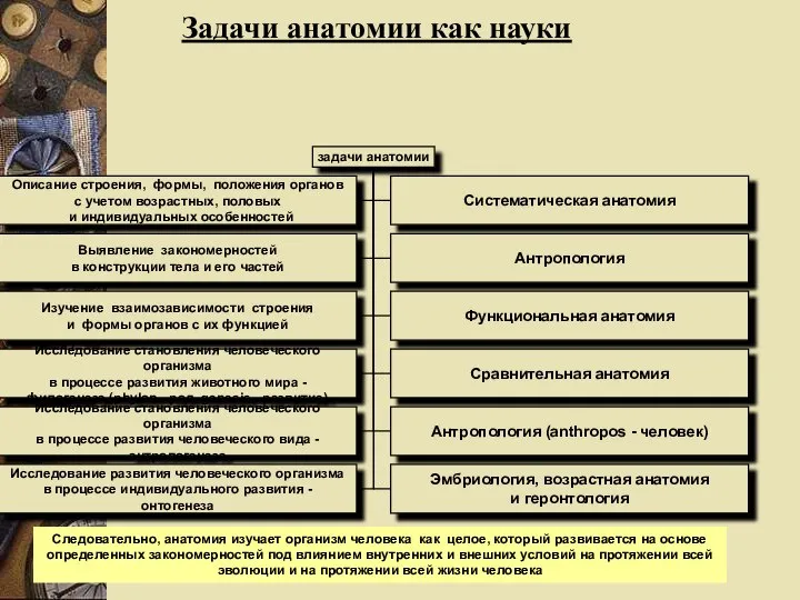 Задачи анатомии как науки Следовательно, анатомия изучает организм человека как целое, который