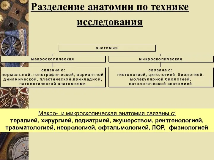 Разделение анатомии по технике исследования Макро- и микроскопическая анатомия связаны с: терапией,