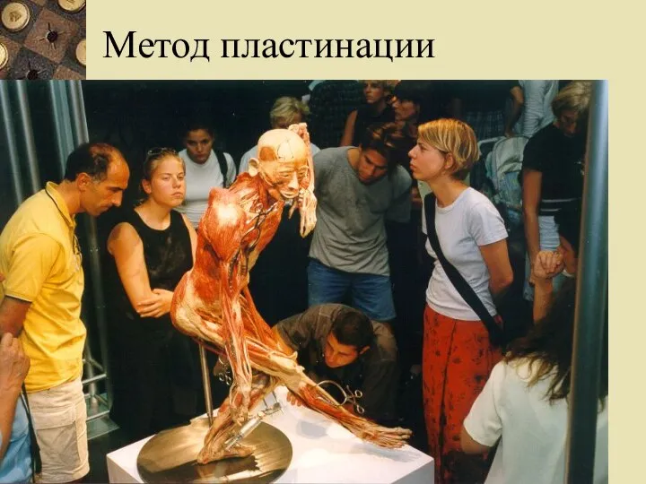 Метод пластинации