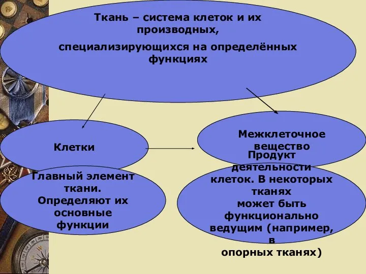 Ткань – система клеток и их производных, специализирующихся на определённых функциях Клетки