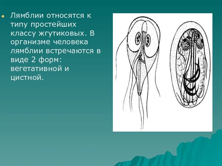 Лямблии относятся к типу простейших классу жгутиковых. В организме человека лямблии встречаются