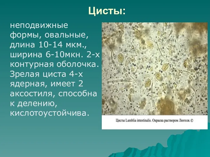 Цисты: неподвижные формы, овальные, длина 10-14 мкм., ширина 6-10мкн. 2-х контурная оболочка.