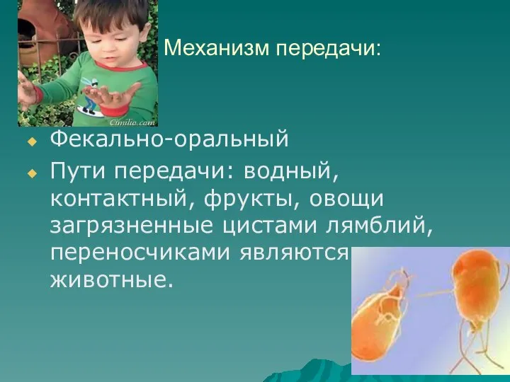 Механизм передачи: Фекально-оральный Пути передачи: водный, контактный, фрукты, овощи загрязненные цистами лямблий, переносчиками являются домашние животные.