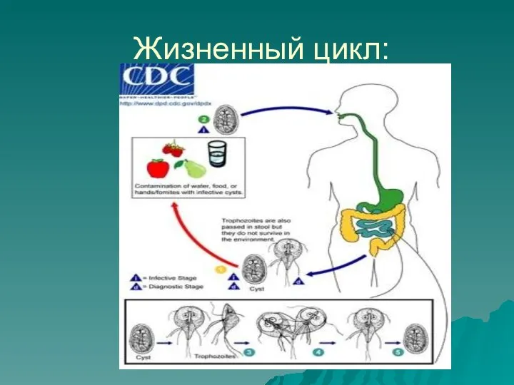 Жизненный цикл: