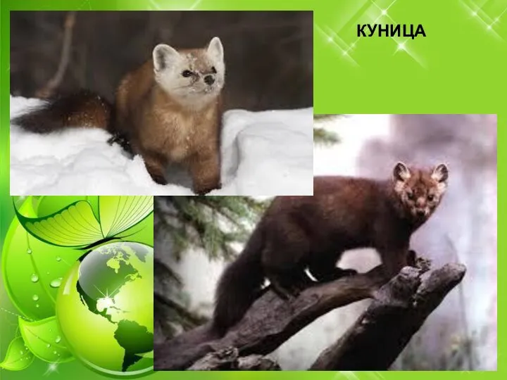 КУНИЦА