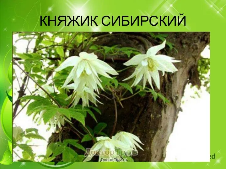 КНЯЖИК СИБИРСКИЙ