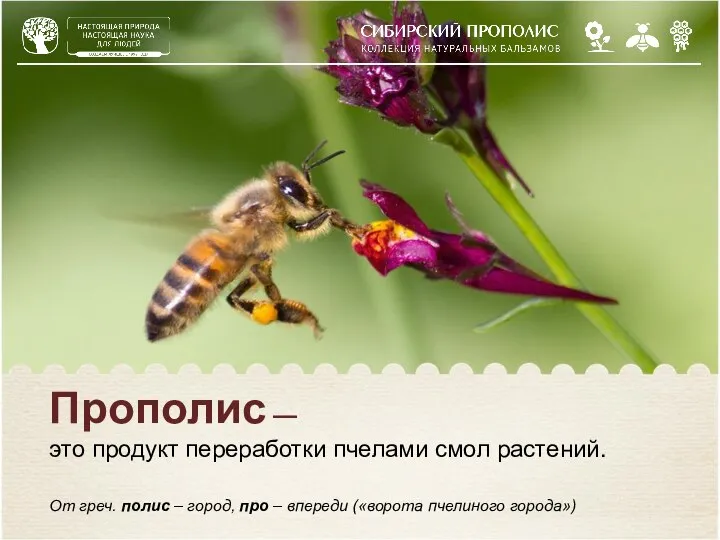 Прополис — это продукт переработки пчелами смол растений. От греч. полис –