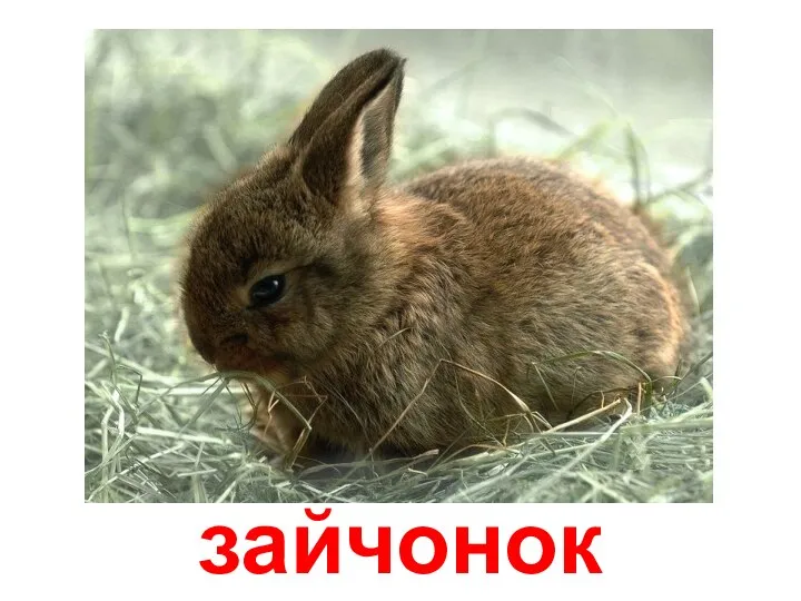 зайчонок