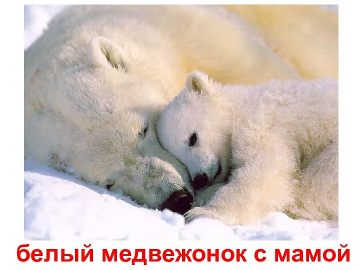 белый медвежонок c мамой