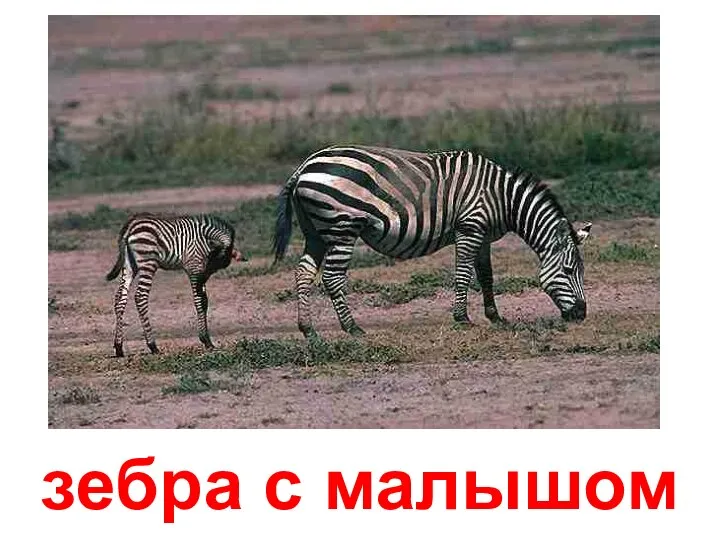 зебра с малышом