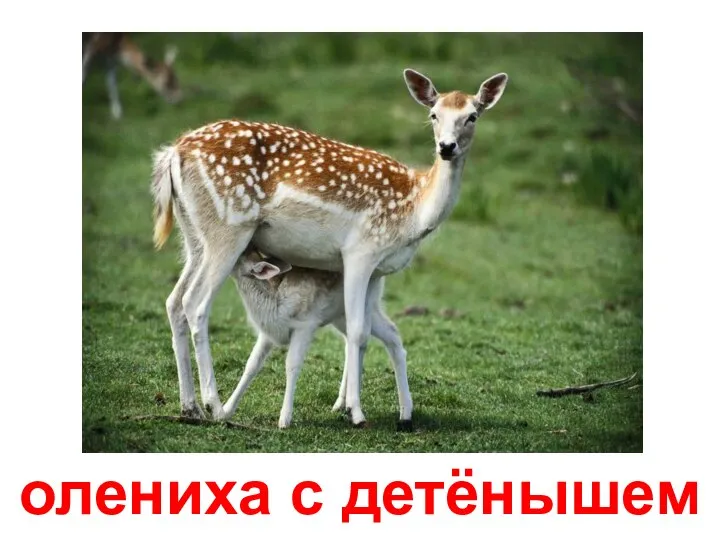 олениха с детёнышем