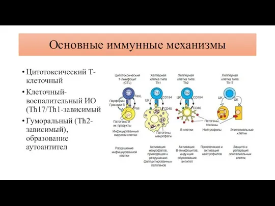 Цитотоксический Т-клеточный Клеточный-воспалительный ИО (Th17/Th1-зависимый Гуморальный (Th2-зависимый), образование аутоантител Основные иммунные механизмы