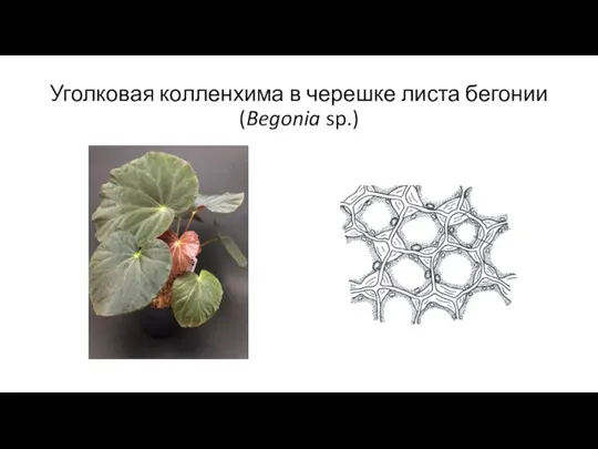 Уголковая колленхима в черешке листа бегонии (Begonia sp.)