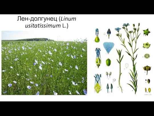 Лен-долгунец (Linum usitatissimum L.)