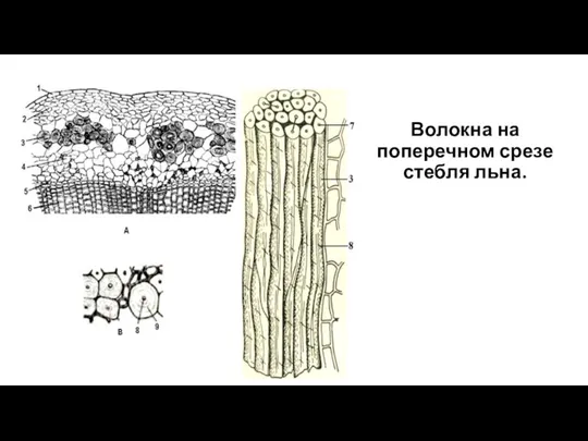 Волокна на поперечном срезе стебля льна.