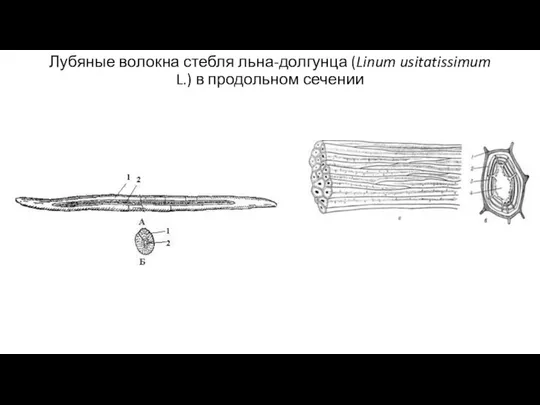 Лубяные волокна стебля льна-долгунца (Linum usitatissimum L.) в продольном сечении