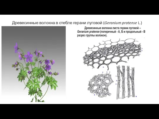 Древесинные волокна в стебле герани луговой (Geranium pratense L.)