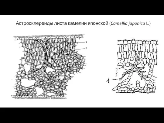 Астросклереиды листа камелии японской (Camellia japonica L.)