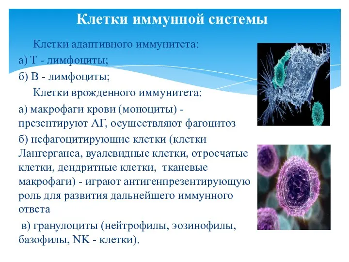 Клетки адаптивного иммунитета: a) Т - лимфоциты; б) В - лимфоциты; Клетки