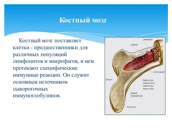 Костный мозг Костный мозг поставляет клетки - предшественники для различных популяций лимфоцитов