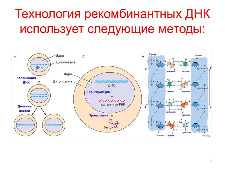 Технология рекомбинантных ДНК использует следующие методы: