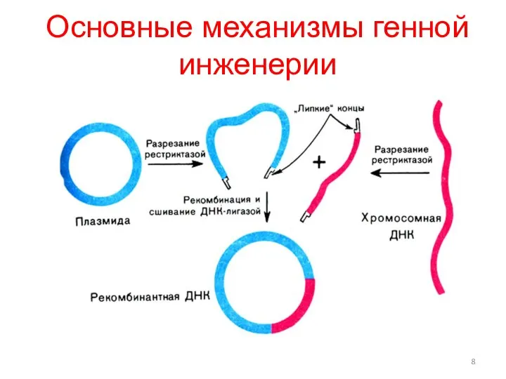 Основные механизмы генной инженерии