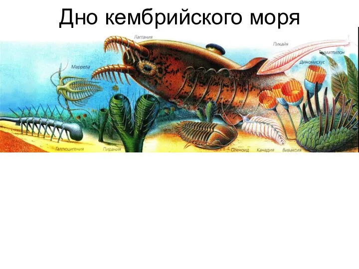 Дно кембрийского моря