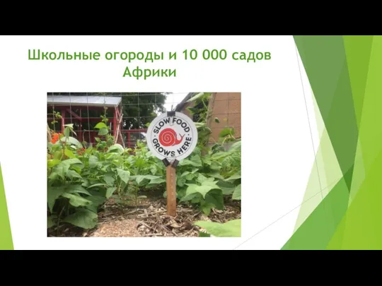 Школьные огороды и 10 000 садов Африки