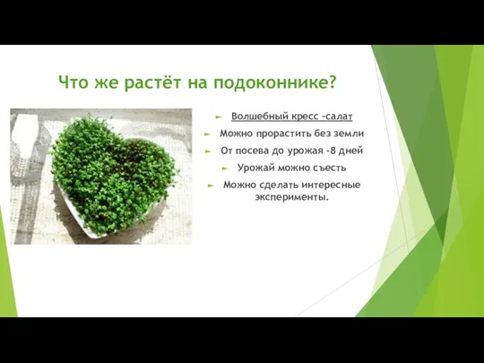 Что же растёт на подоконнике? Волшебный кресс –салат Можно прорастить без земли