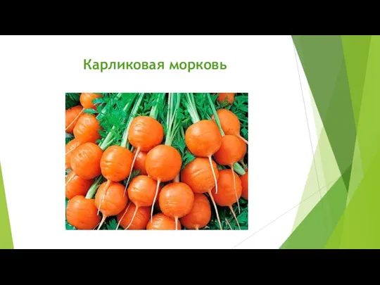 Карликовая морковь