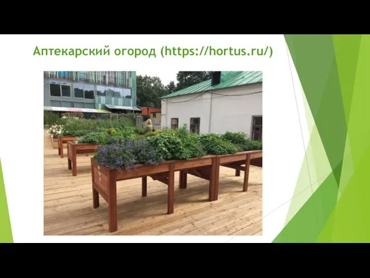 Аптекарский огород (https://hortus.ru/)