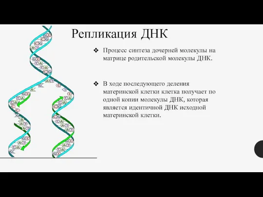 Репликация ДНК Процесс синтеза дочерней молекулы на матрице родительской молекулы ДНК. В