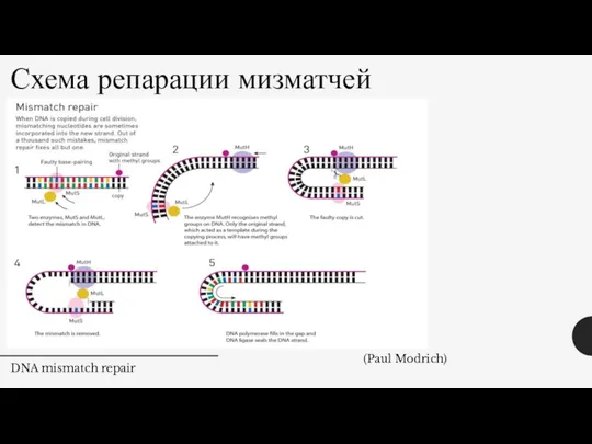 Схема репарации мизматчей DNA mismatch repair (Paul Modrich)