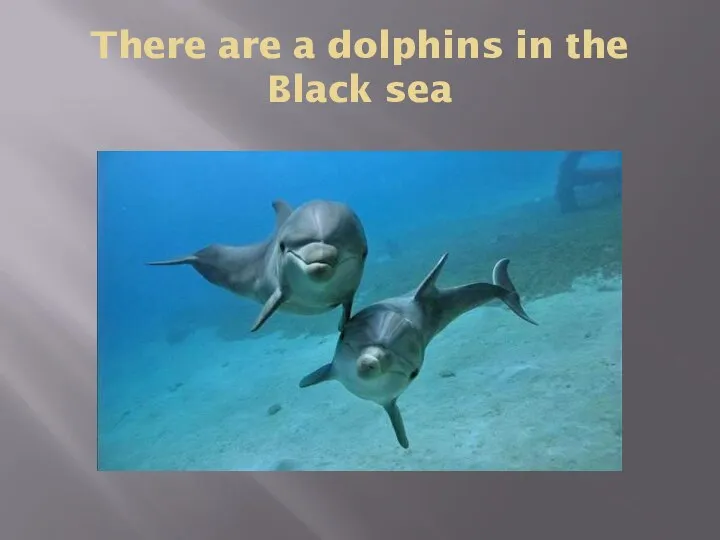 There are a dolphins in the Black sea