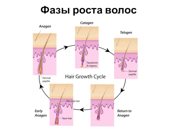 Фазы роста волос Средство Основные функции Необходимые характеристики
