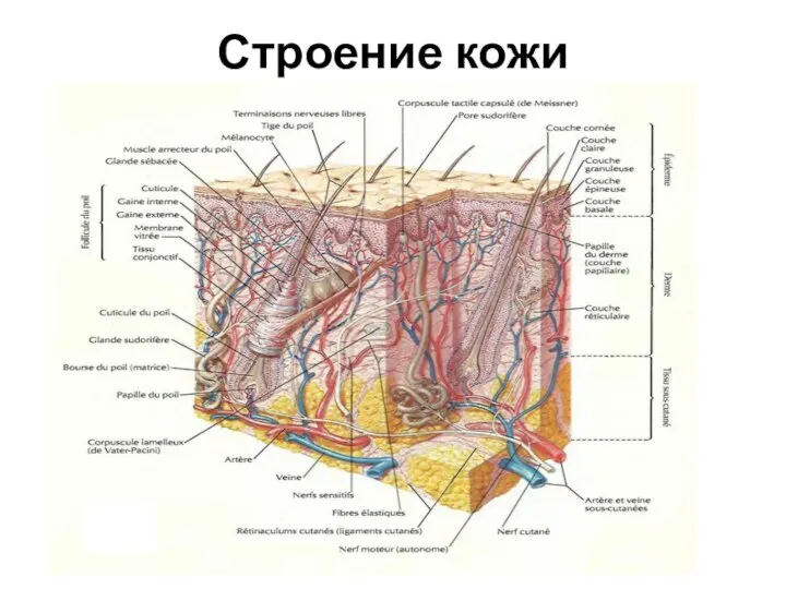 Строение кожи Средство Основные функции Необходимые характеристики