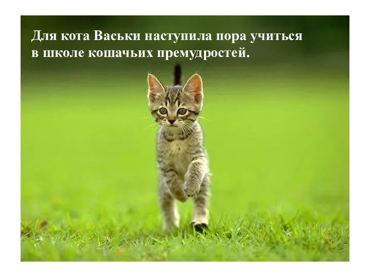 Для кота Васьки наступила пора учиться в школе кошачьих премудростей.