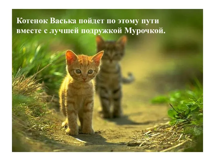 Котенок Васька пойдет по этому пути вместе с лучшей подружкой Мурочкой.
