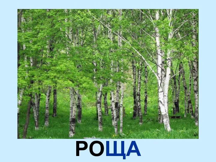 РОЩА