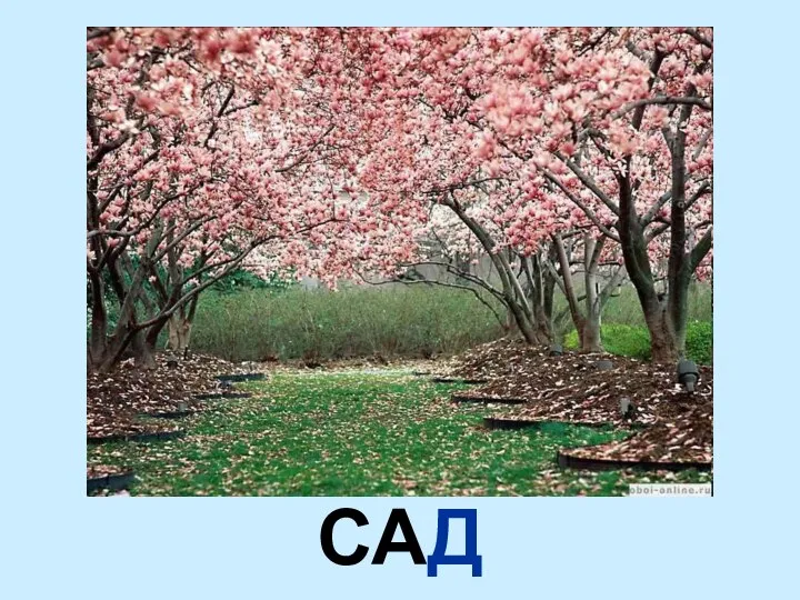 САД