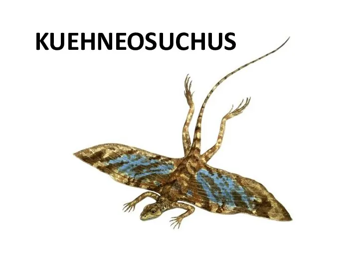 KUEHNEOSUCHUS