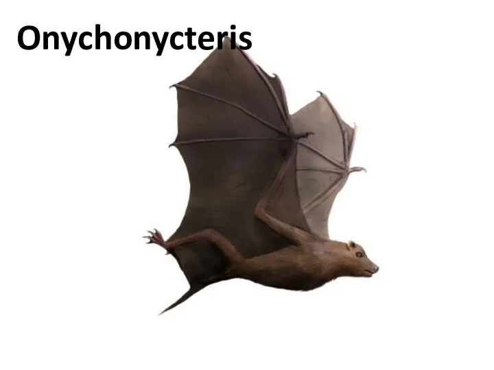 Onychonycteris