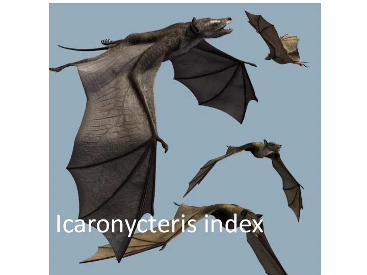 Icaronycteris index