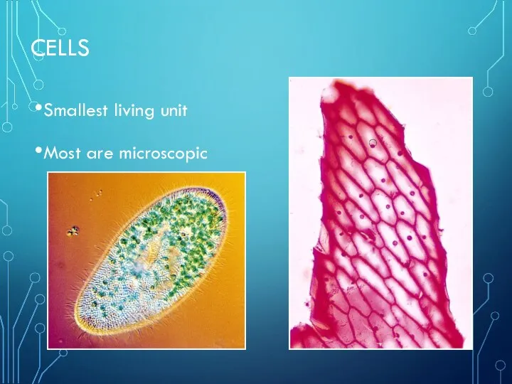 CELLS Smallest living unit Most are microscopic